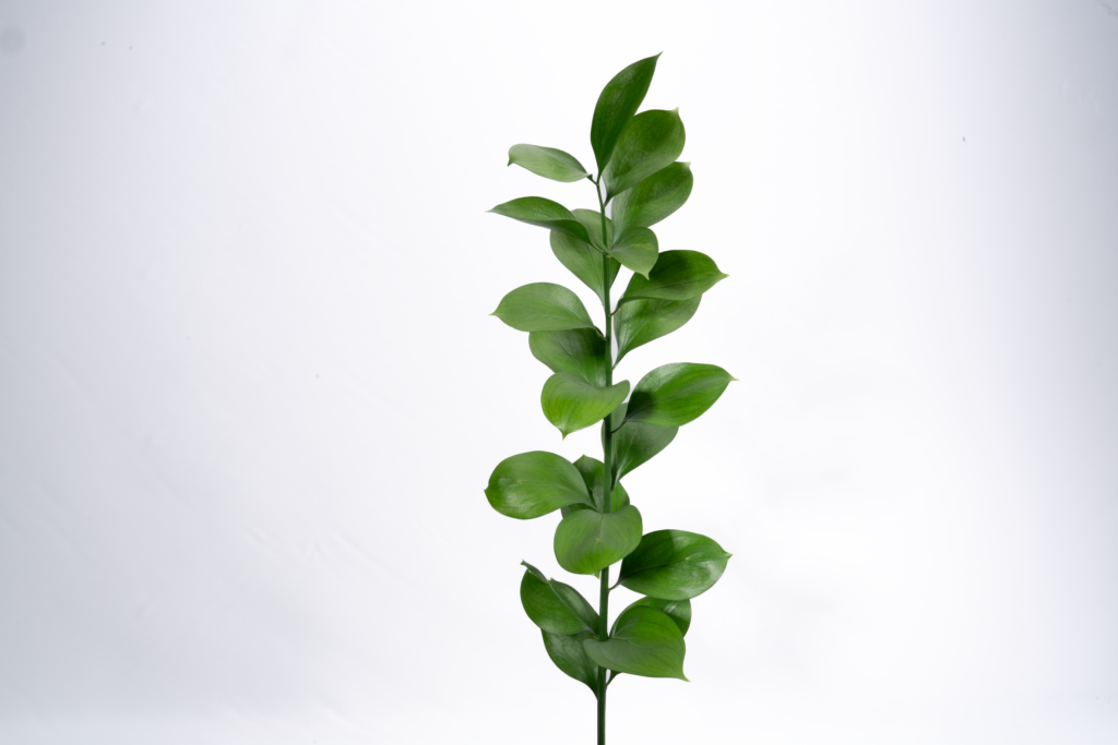 Ruscus Rosa RUSCUS – Infinity Farms