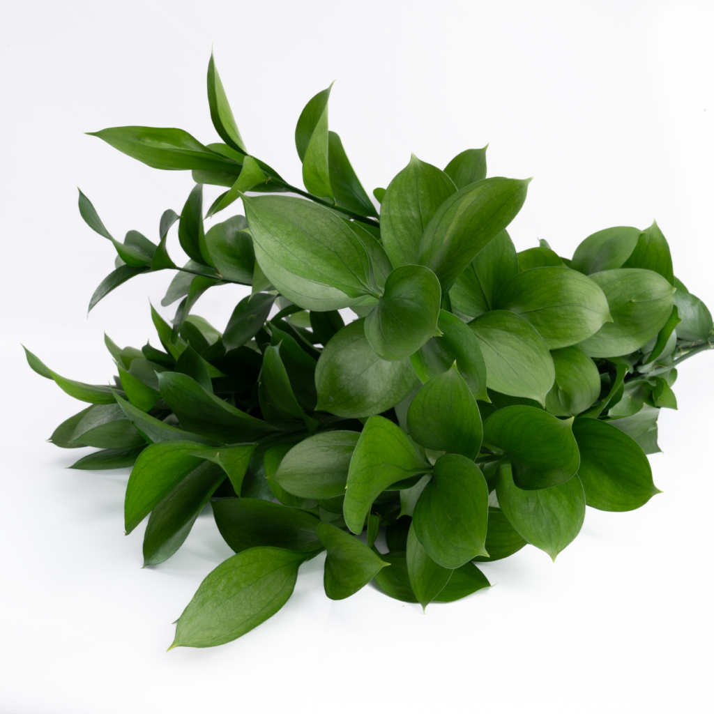 Single Rascus RUSCUS – Infinity Farms